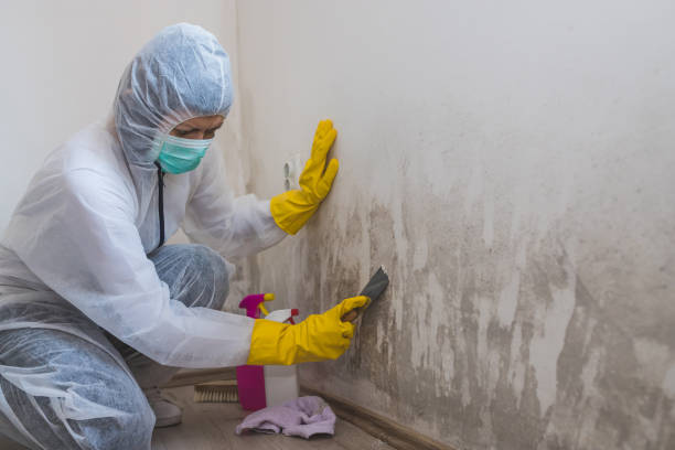 Best Bathroom Mold Remediation in West Middlesex, PA