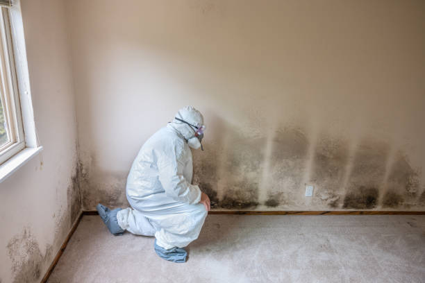 Best Commercial Mold Remediation in West Middlesex, PA